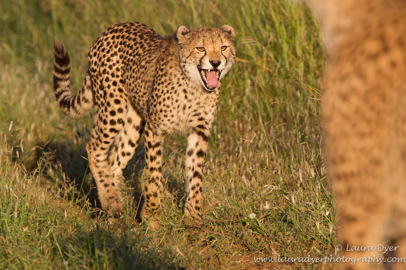 Cheetah yawn - Cheetah