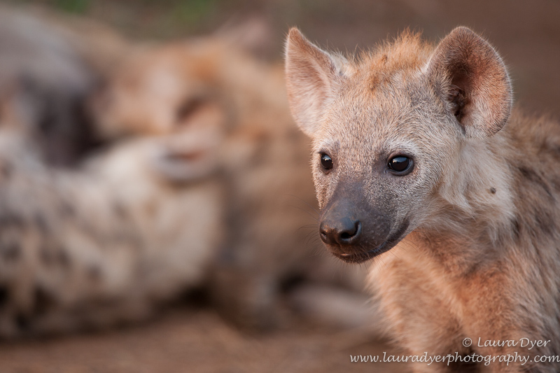 Hyena cubs at dawn