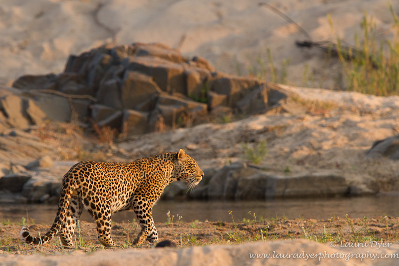 River crossing - Leopards