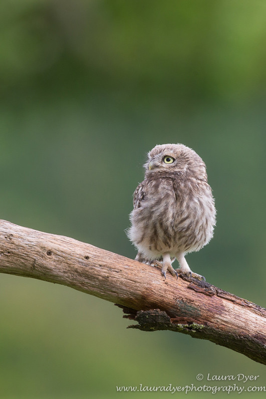 Looking for mum - British Wildlife