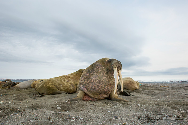 Walrus herd - Svalbard