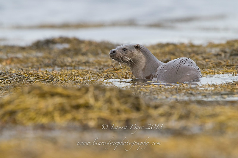 Otter in seaweed - British Wildlife