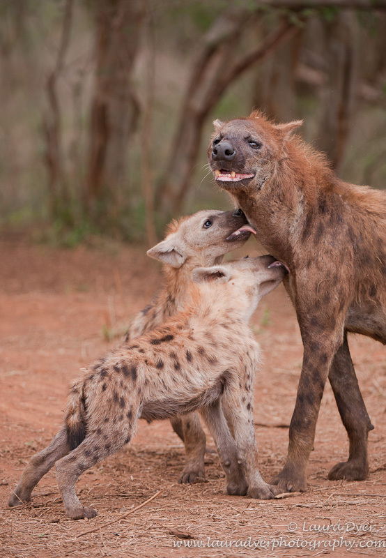 Hyena greeting at den - Hyena