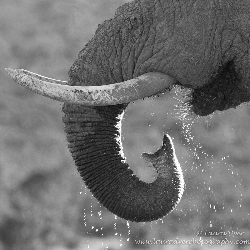 Slurp - Monotone