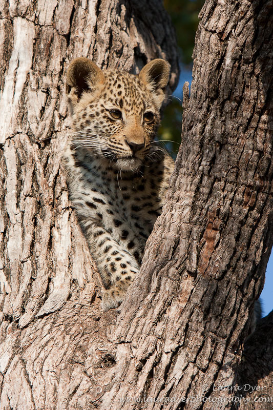 'Tlangisa' as a cub - Leopards