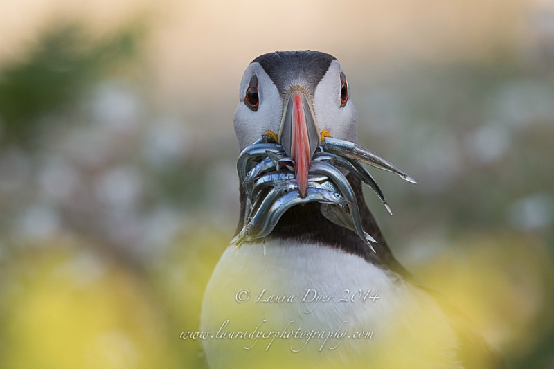 Puffin lunch in the flowers - Seabirds