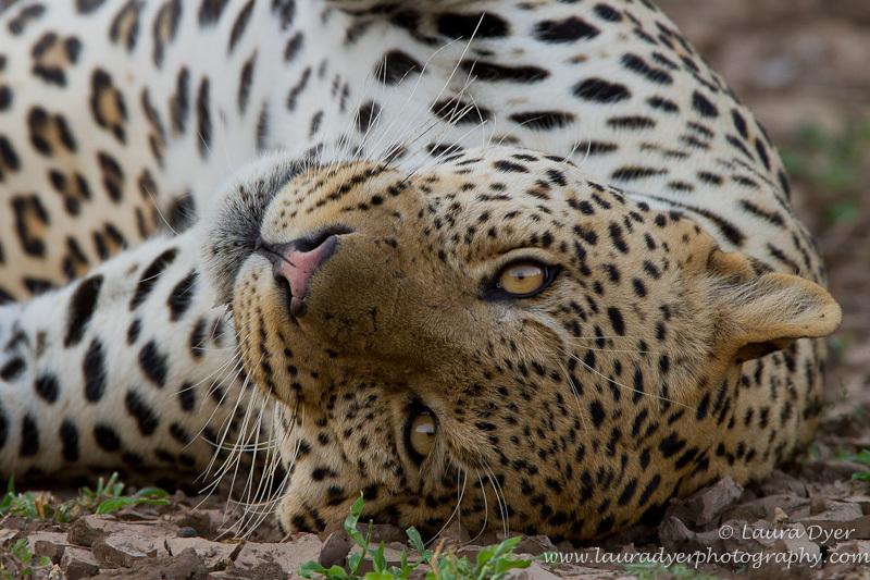 Male leopard at Mashatu
