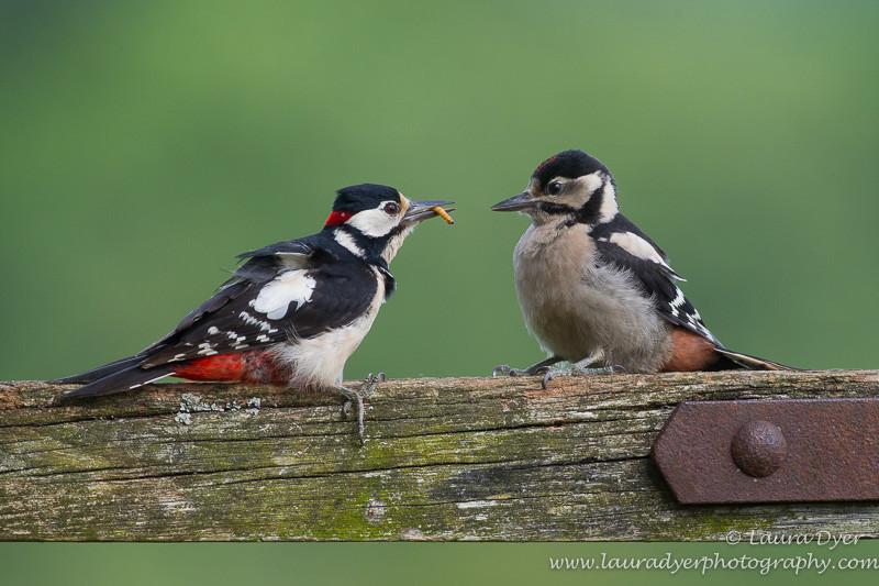 Begging Greater Spotted Woodpecker chick - British Wildlife