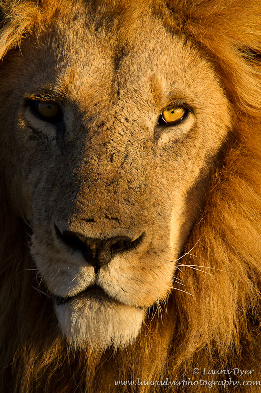 Male Lion Portrait