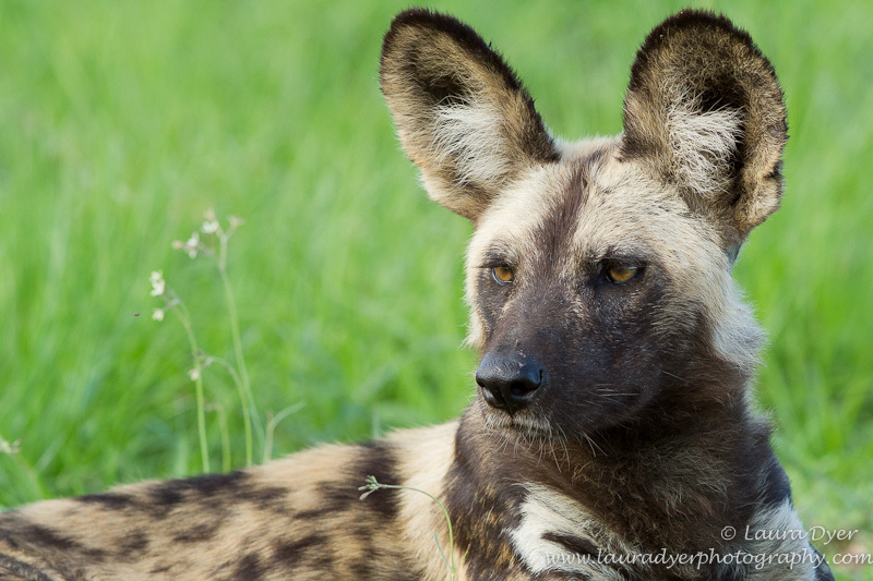 African Wild dog in summer - Other predators