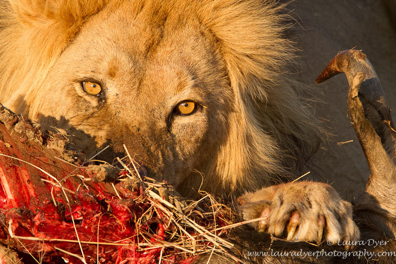 Lion kill - Lions