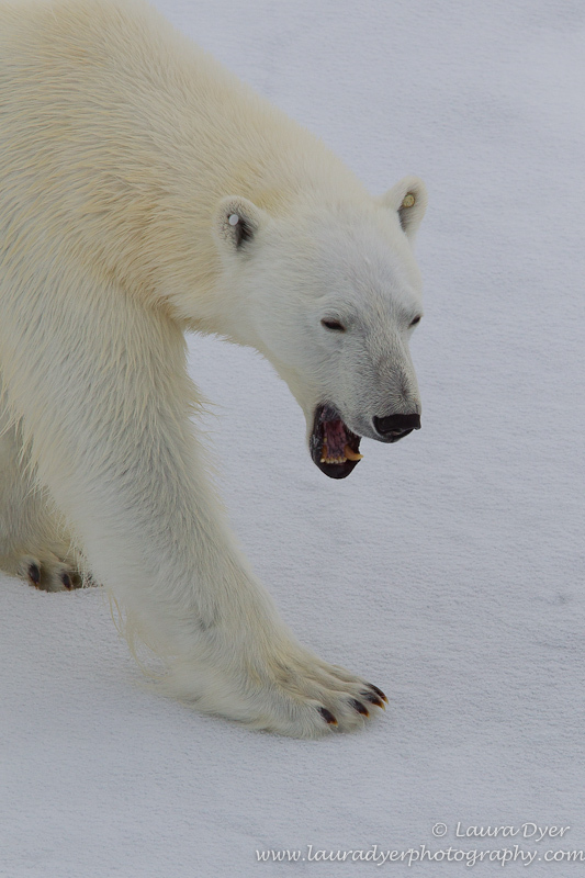 Polar bear yawn - Svalbard