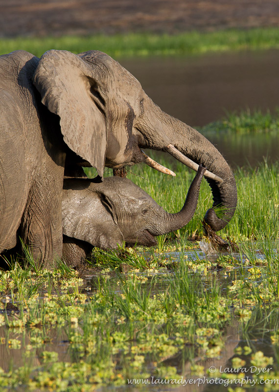 Elephant and calf feeding