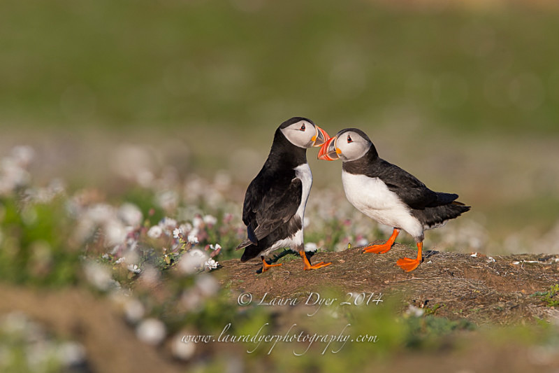 Puffin Pair-bonding - Seabirds