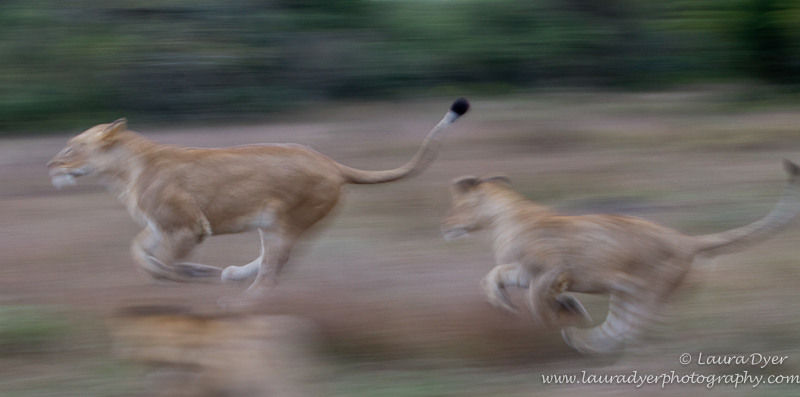 Chasing tails - Lions