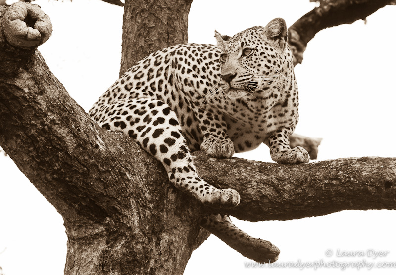 Leopard in a tree