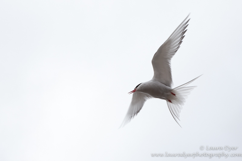 Arctic tern attack - Svalbard