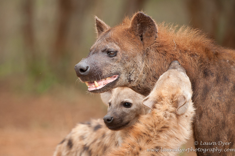 Hyena greeting rituals - Hyena