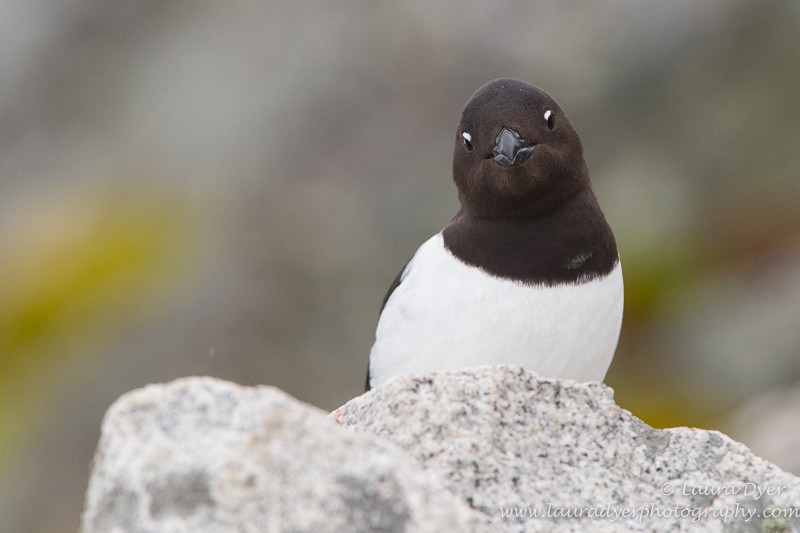 Curious Auk - Svalbard