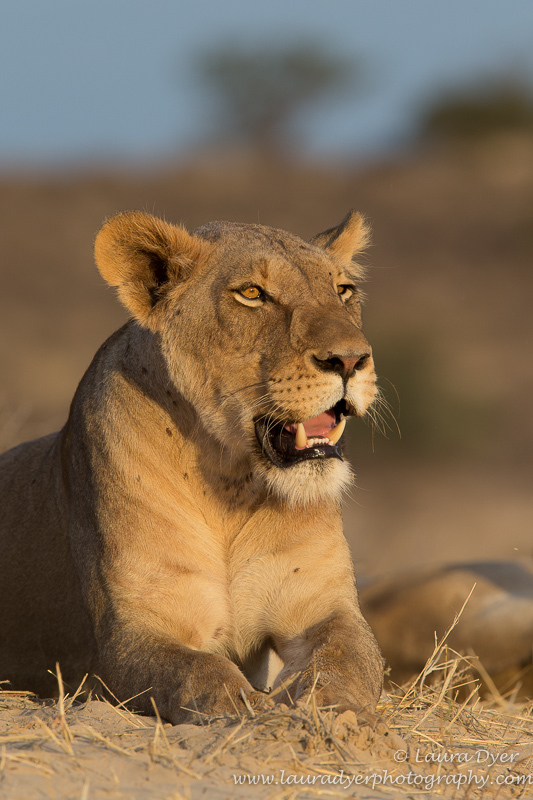 Kalahari lioness - Lions