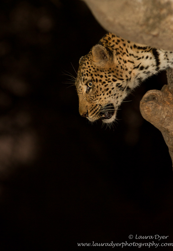 Leopard descent - Leopards