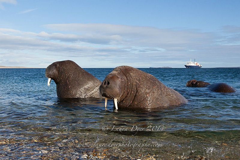 Curious Walrus - Svalbard