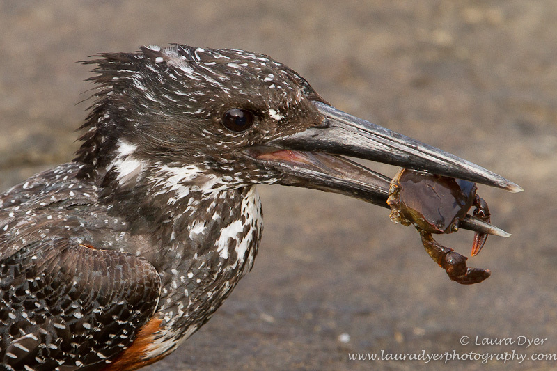 Giant kingfisher with crab - Birds of Africa