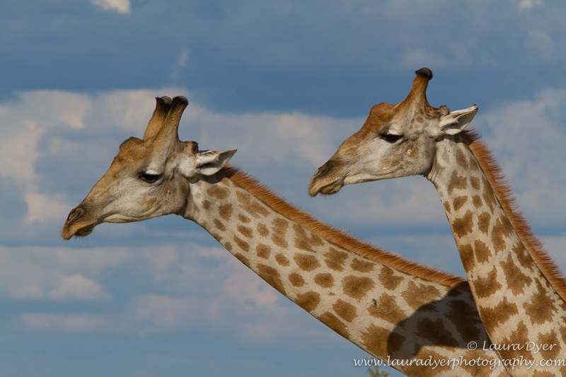 Giraffe Double potrait