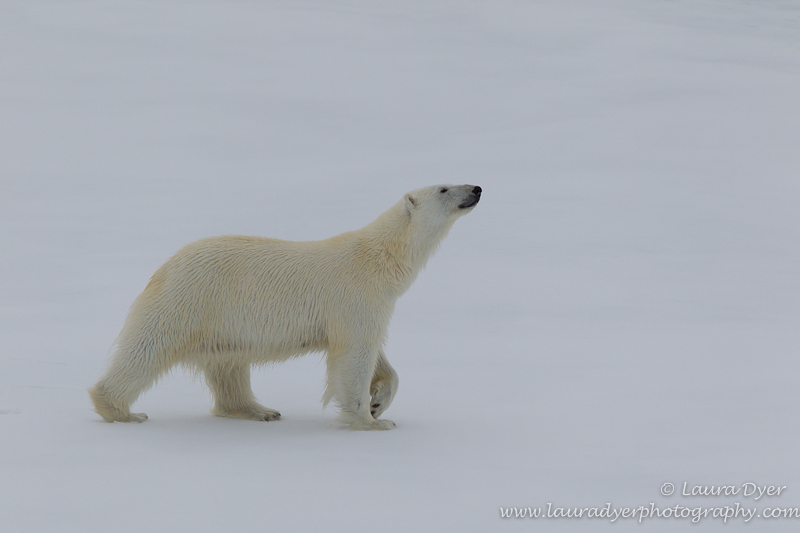 Polar bear march - Svalbard