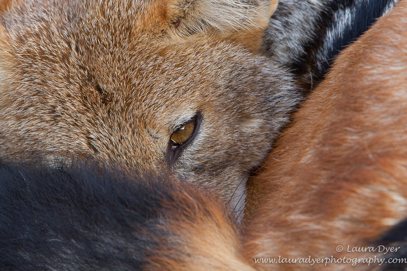 Jackal's eye - Other predators