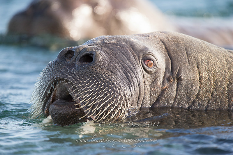 Inquisitive - Svalbard