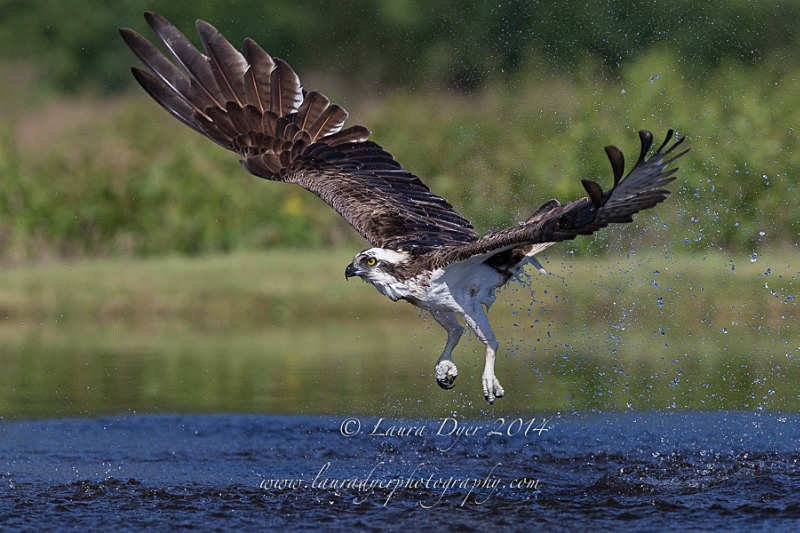 Missed Dive - British Wildlife