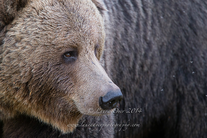 Grizzly portrait - Finland