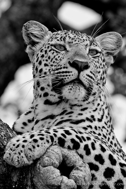Curious leopard portrait