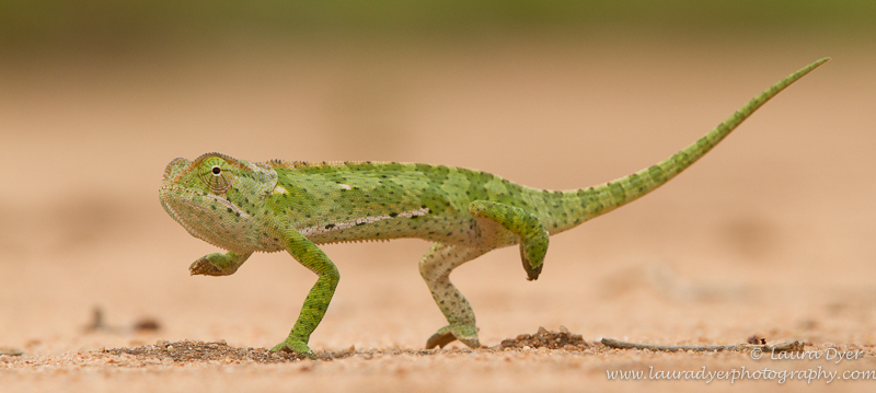 Chameleon March