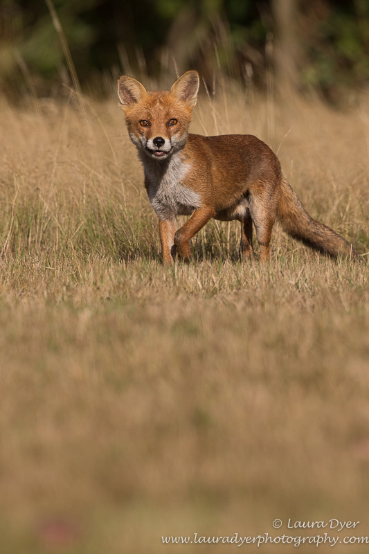 Curious fox kit - British Wildlife