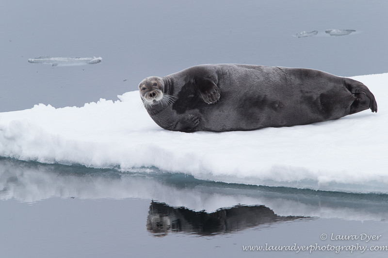 Seal reflections - Svalbard