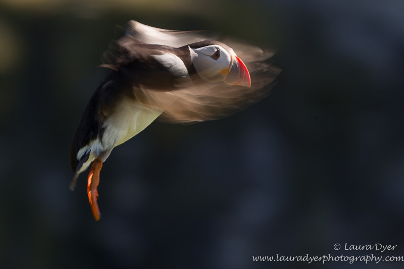 Landing approach - Seabirds