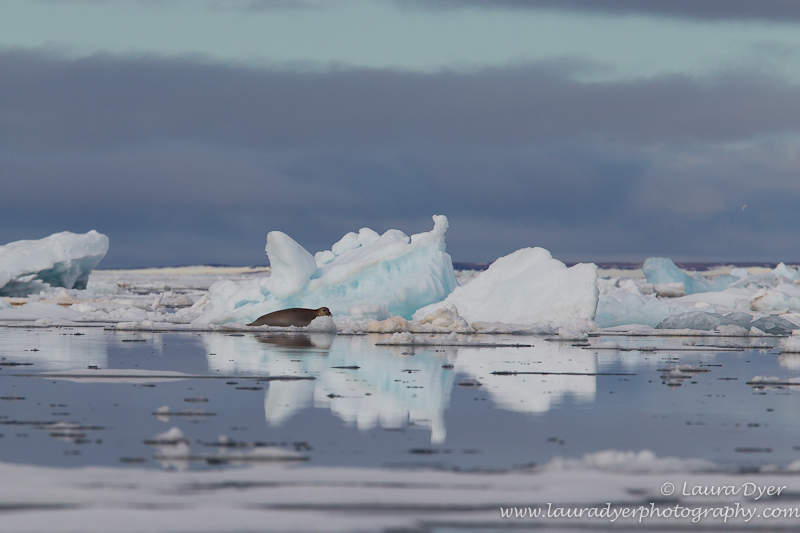 Bearded seal in environment - Svalbard