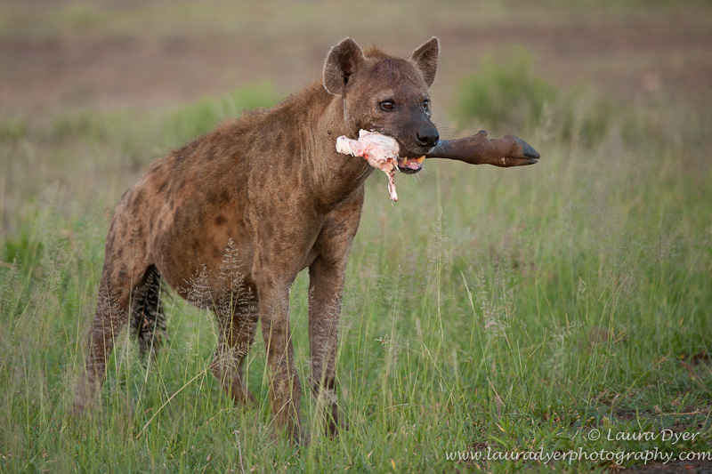 Hyena with leg bone