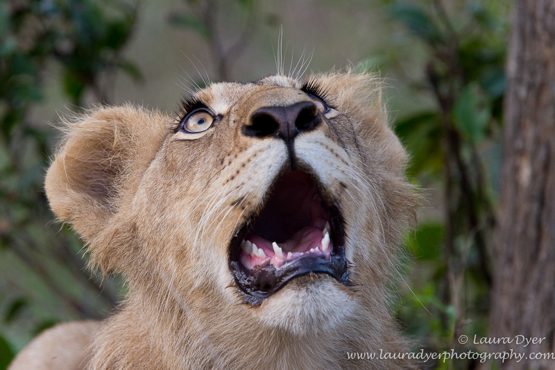 Eyes wide open - Lions