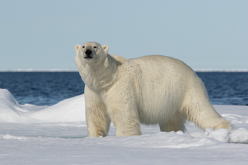 Bear on the ice - Svalbard