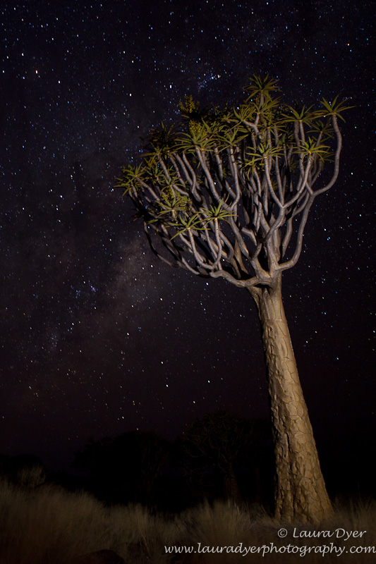 Quivertree and stars