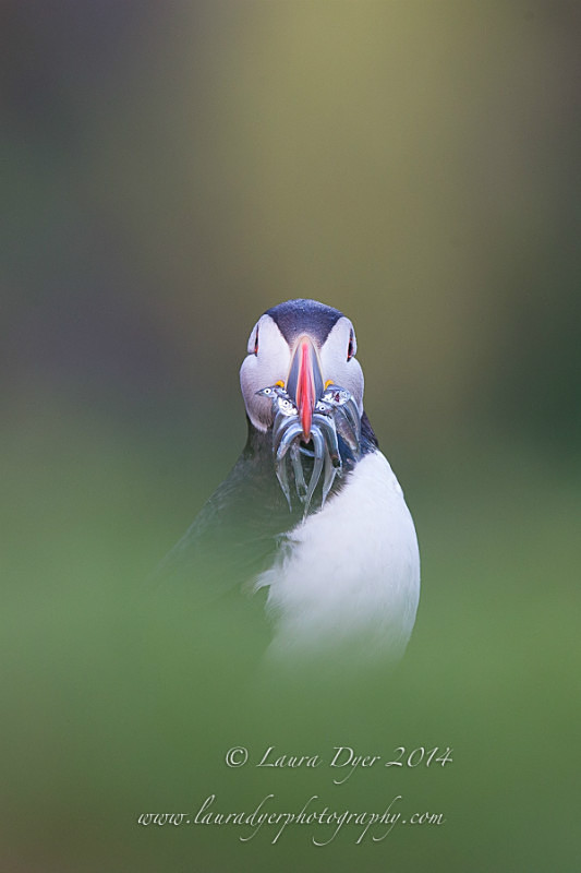 Cheeky faced Puffin - Seabirds