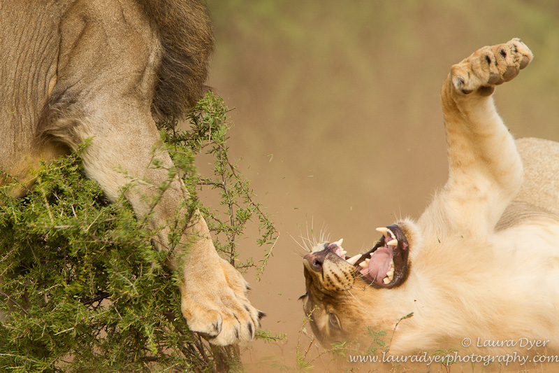 Fighting male lions
