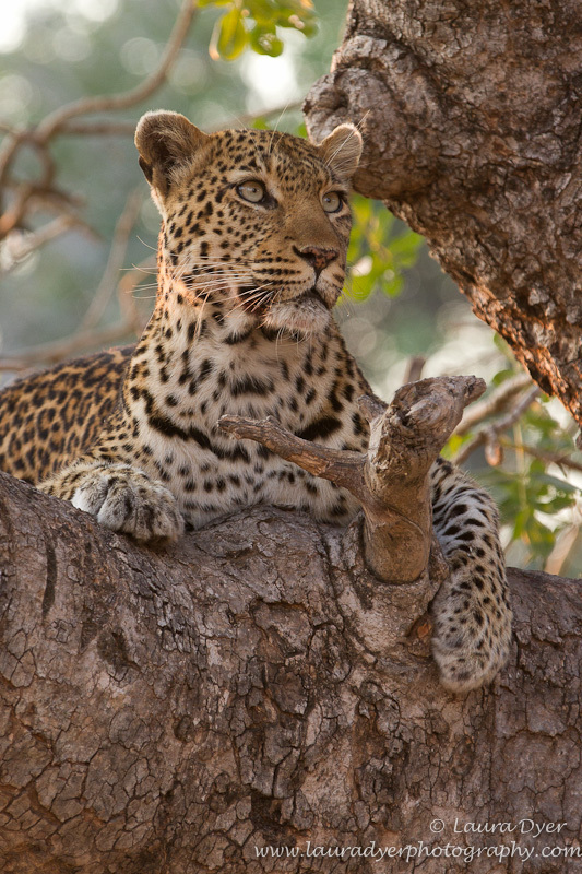 Leopard in sausage tree - Leopards