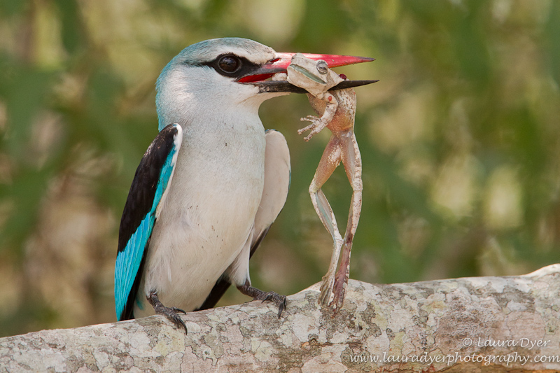Woodlands Kingfisher kill - Birds of Africa