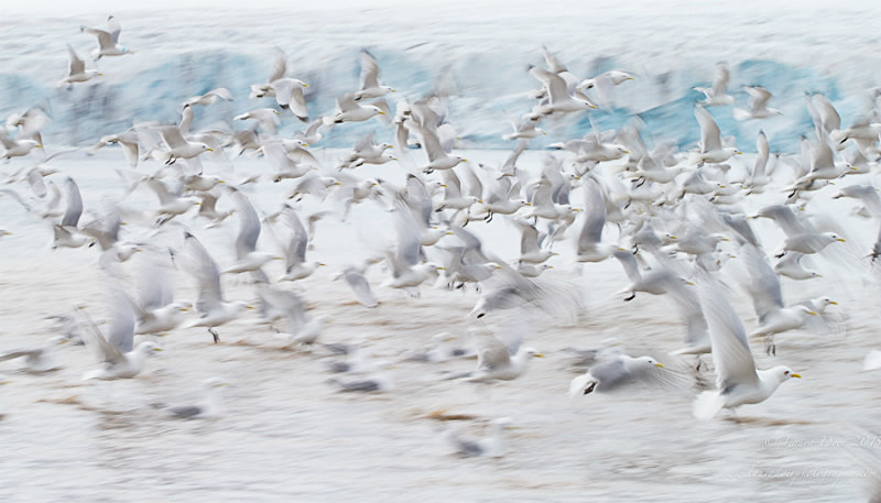 Flock of life - Svalbard