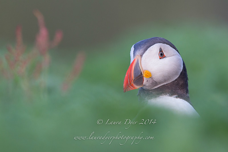 Sitting Pretty - Seabirds