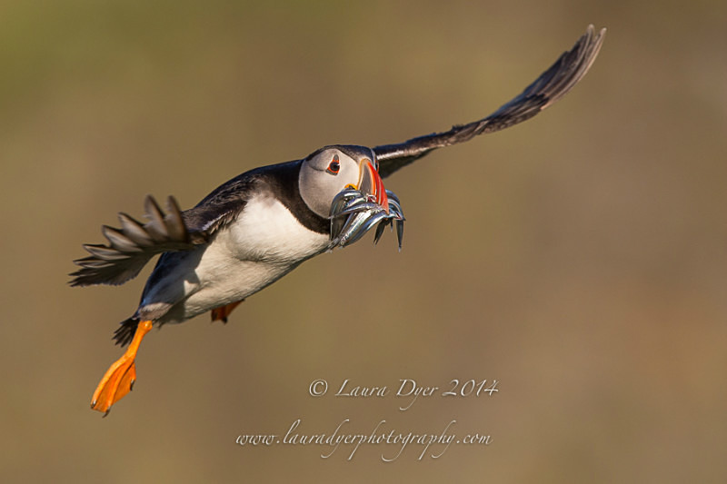 Puffin with sandeels in flight - Seabirds